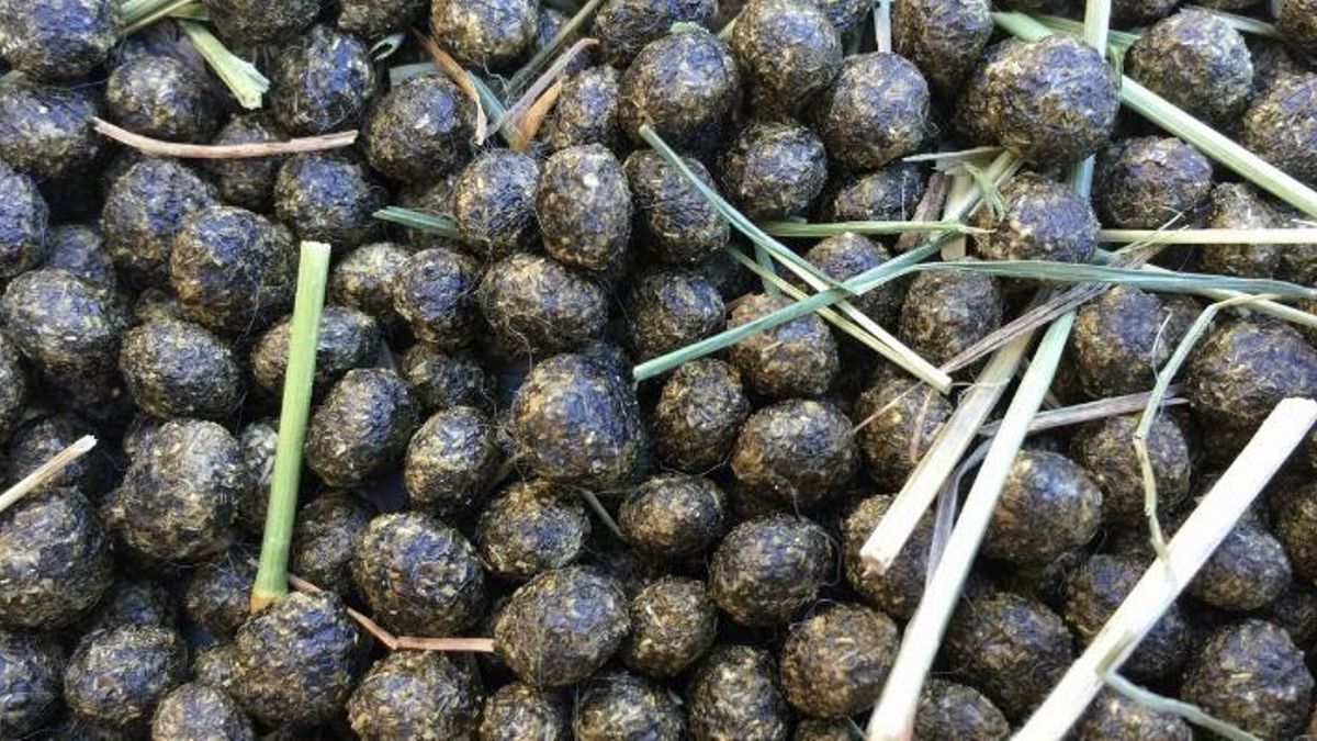 La dureza del Oeste convirtió recursos insólitos en soluciones de supervivencia