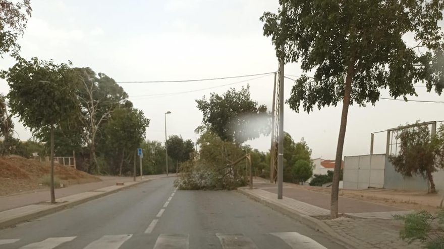 Caída de un árbol en Peñarroya.