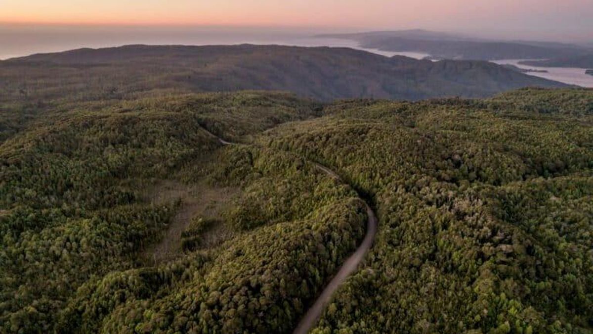 Vista aérea del Parque Nacional Alerce Costero. Foto: cortesía Tomás Munita para Mongabay Latam