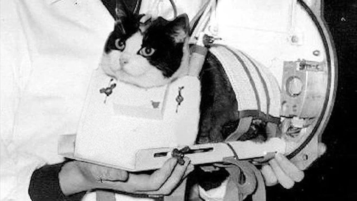 Siempre se habla de Laika, pero también está Félicitte: la historia del primer y único gato que ha viajado al espacio