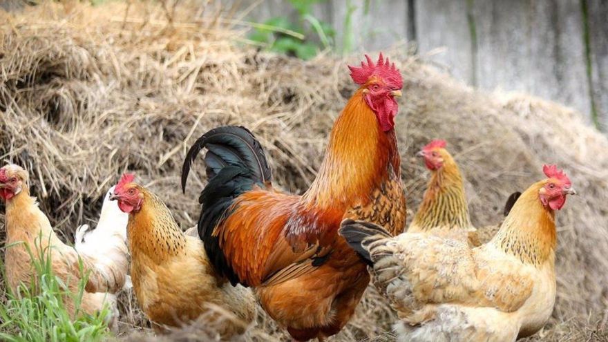 El confinamiento de aves de corral por gripe aviar afectará a 99 municipios extremeños