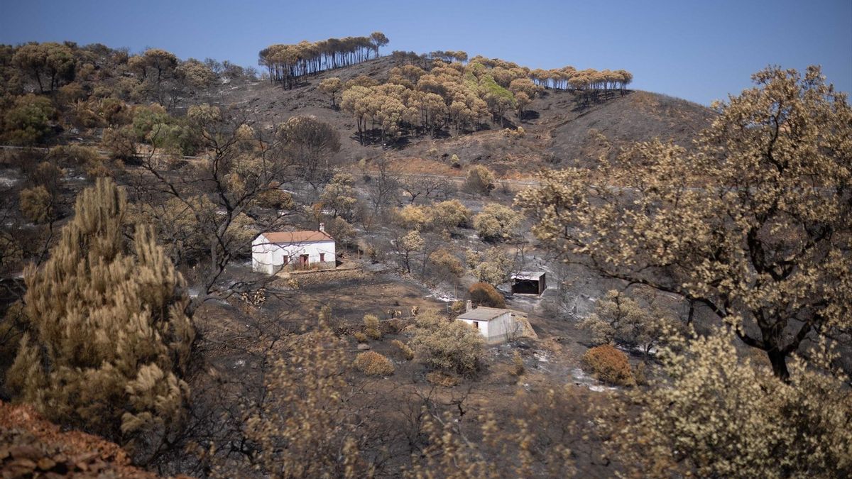 El incendio de Niebla deja un paisaje desolador en Berrocal (Huelva), a 15 de agosto de 2026.