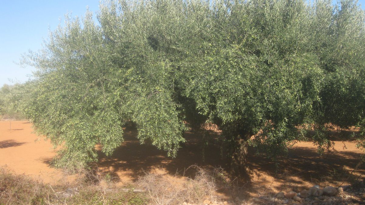 El olivo forma parte del paisaje de los cultivos de interior de la Comunitat Valenciana.