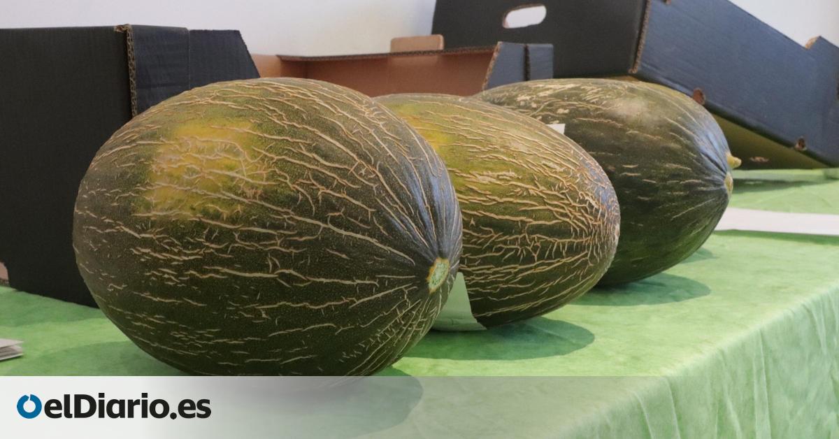 Una asociación canaria denuncia fraude en la importación de melón desde Brasil