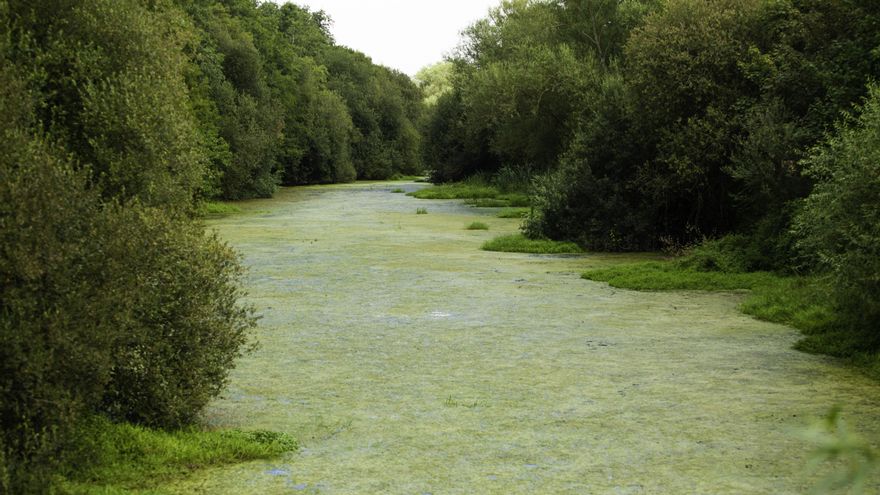 El embalse de As Conchas: macrogranjas, 97 millones de bacterias peligrosas por litro de agua y una denuncia vecinal pionera