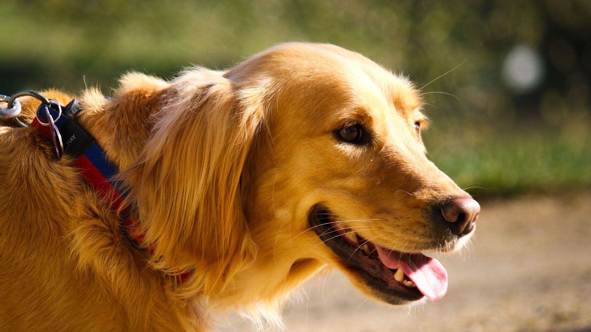 Collares eléctricos, de impulsos o de ahogo para perros y otras prohibiciones que establece la Ley de Bienestar Animal