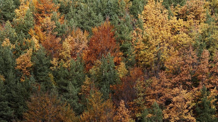 Día Mundial de Protección de la Naturaleza: 5 bosques desconocidos de España