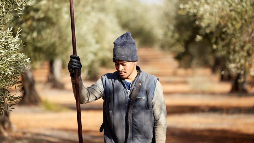 Recolección del fruto