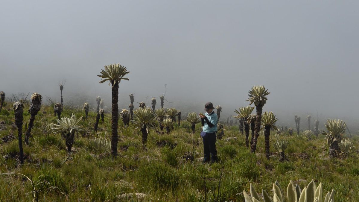 Enero de 2025, Paula Uzcátegui revisa su celular. Ahí tenía la aplicación con la que etiquetaba el frailejón que veía con respecto a la imagen que tomaron con el dron, para confirmar si estaba vivo o muerto. Foto: Cortesía de Paula Uzcátegui.