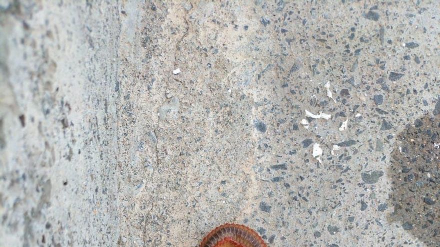 Bandera roja en la playa de Las Nieves de Agaete por la aparición de gusanos de fuego