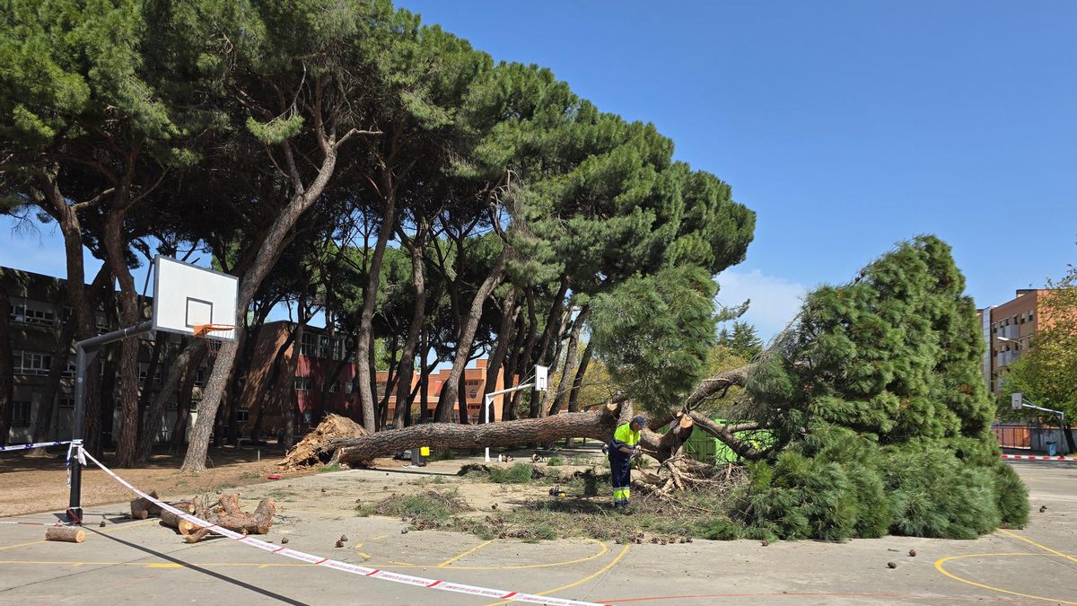 El Ayuntamiento de Valladolid recibió avisos del mal estado de los árboles en el colegio donde se ha caído un pino