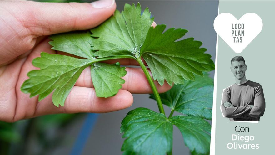 Cómo acabar con las plagas que atacan a tus plantas en verano