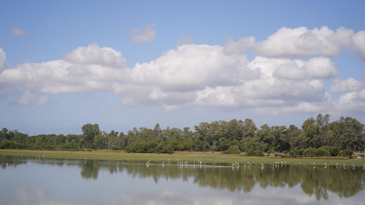 Las marismas de Doñana.