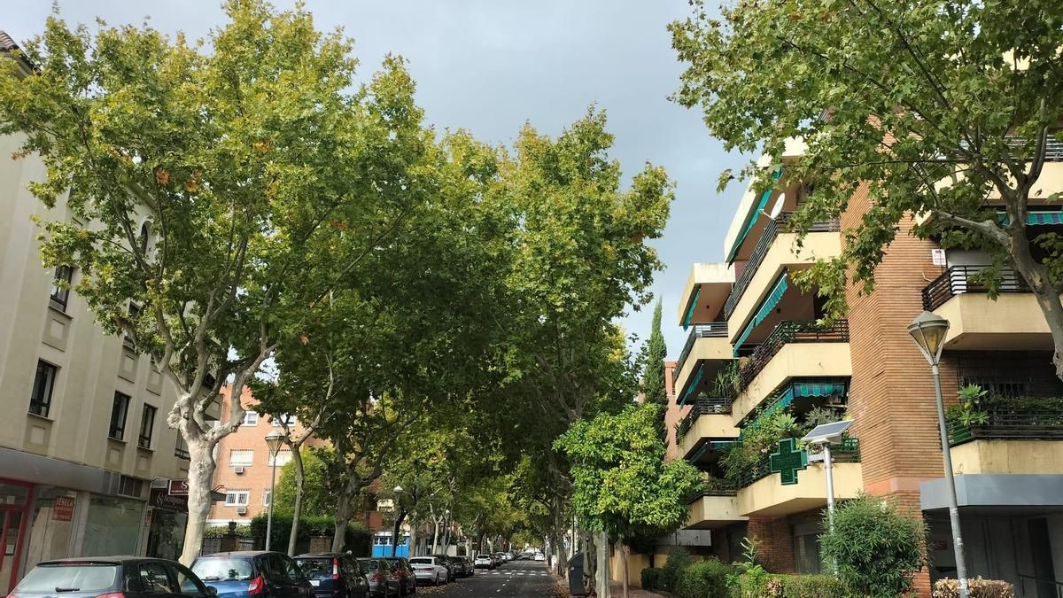 El Plan del Arbolado de Córdoba prevé llegar a un 25% de cobertura de sombra en diez años