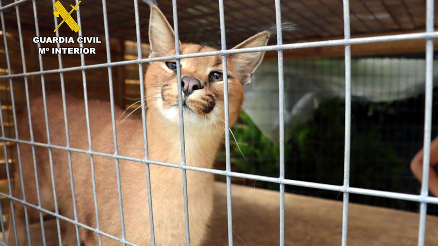 Lince de la especie Caracal caracal intervenido en Santiurde de Toranzo.