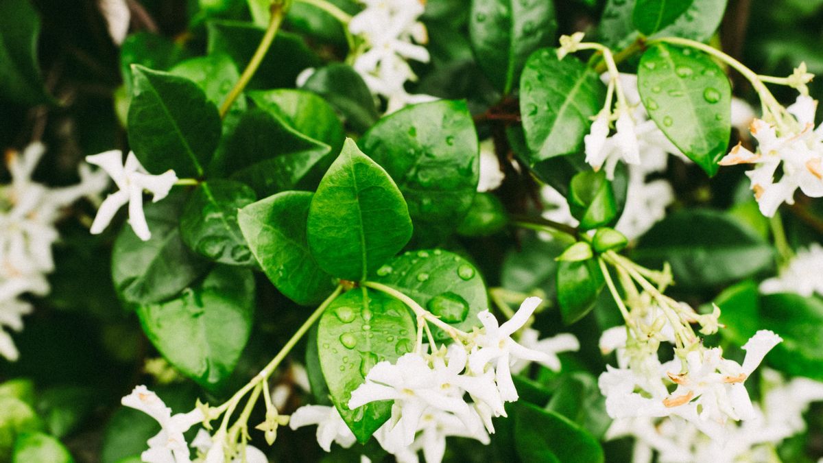 La madreselva es una planta muy utilizada y resistente que enamora por el olfato antes
que por la vista