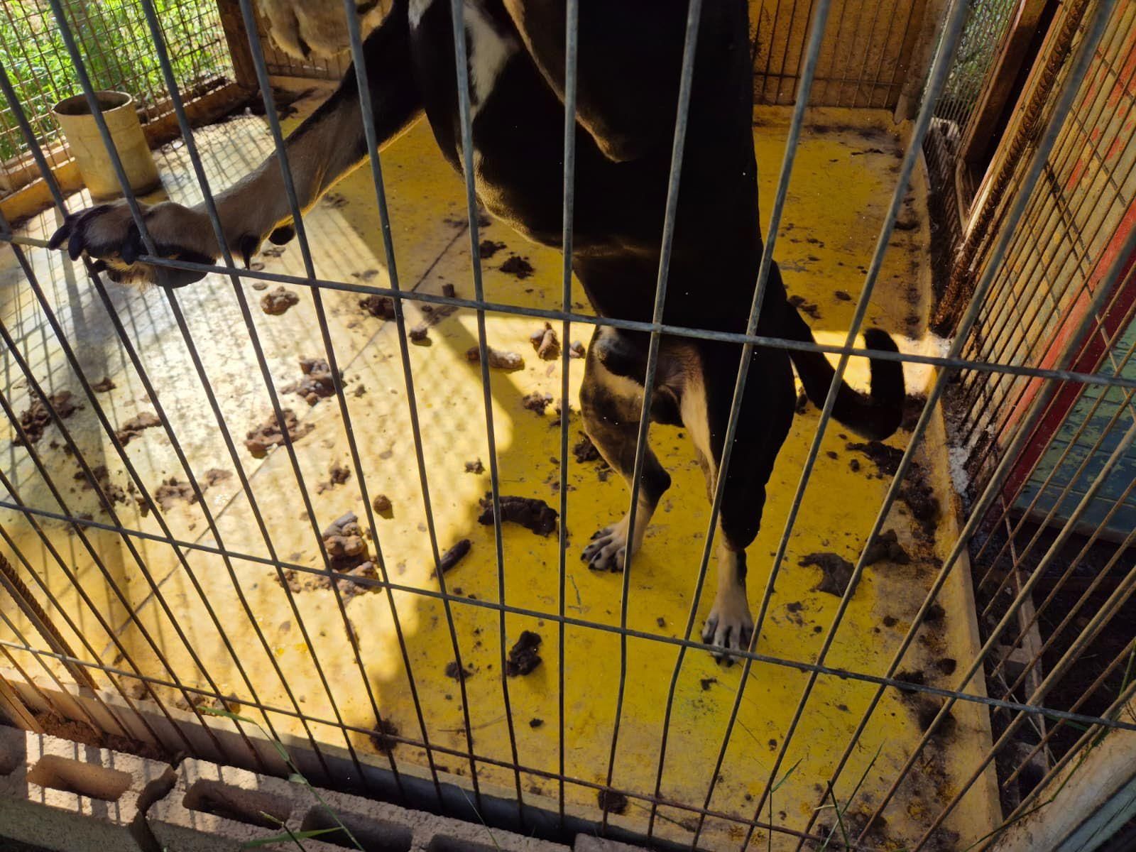 Uno de los perros, entre excrementos