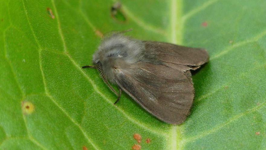 El Instituto de Biología Evolutiva del CSIC y la asociación de profesionales de la Entomología Zerynthia han descubierto dos nuevas especies de mariposas nocturnas exclusivas de La Gomera y El Hierro que se separaron de sus hermanas del resto de Canarias hace unos 2,5 millones de años. La imagen, cedida por la asociación Zerynthia, muestra un macho de la nueva especie de mariposa nocturna endémica de La Gomera, la Amicta gara.