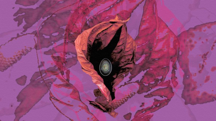 Entre el retorno a los "rituales ancestrales" y nuevos estudios sobre el clítoris, la vulva se puso de moda