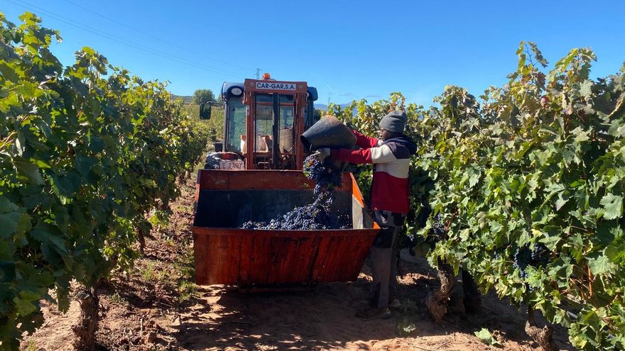 El vino del futuro será más caro y sabrá distinto: Rioja aplica medidas para resistir a los efectos de la crisis climática