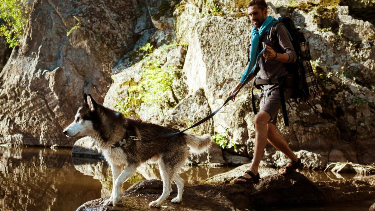 Tres rutas para escapar del calor y que son perfectas para hacer con perros