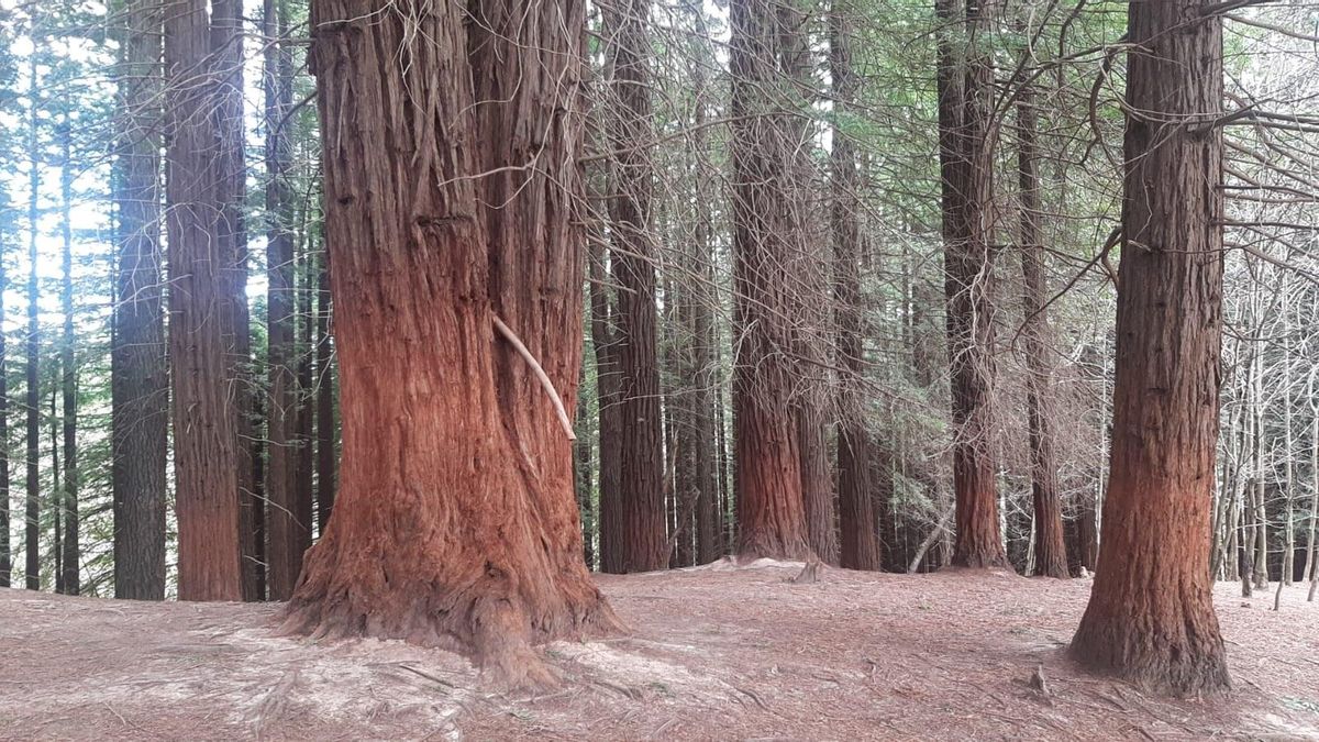 Bosque de Secuoyas de Cabezón de la Sal, en Cantabria