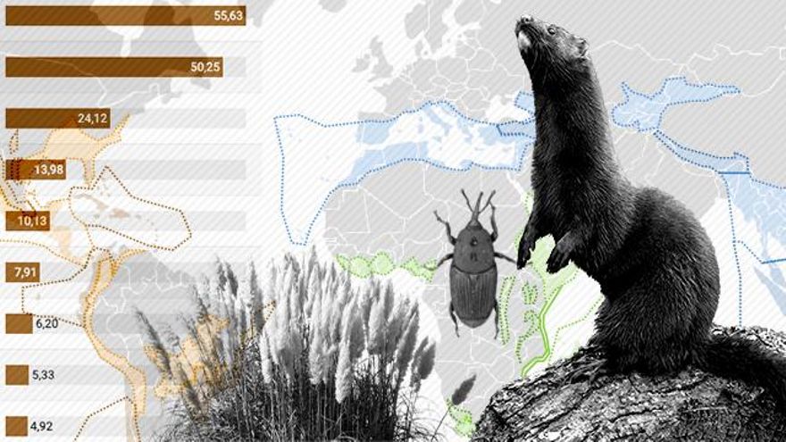 Una invasión biológica imparable se extiende por España