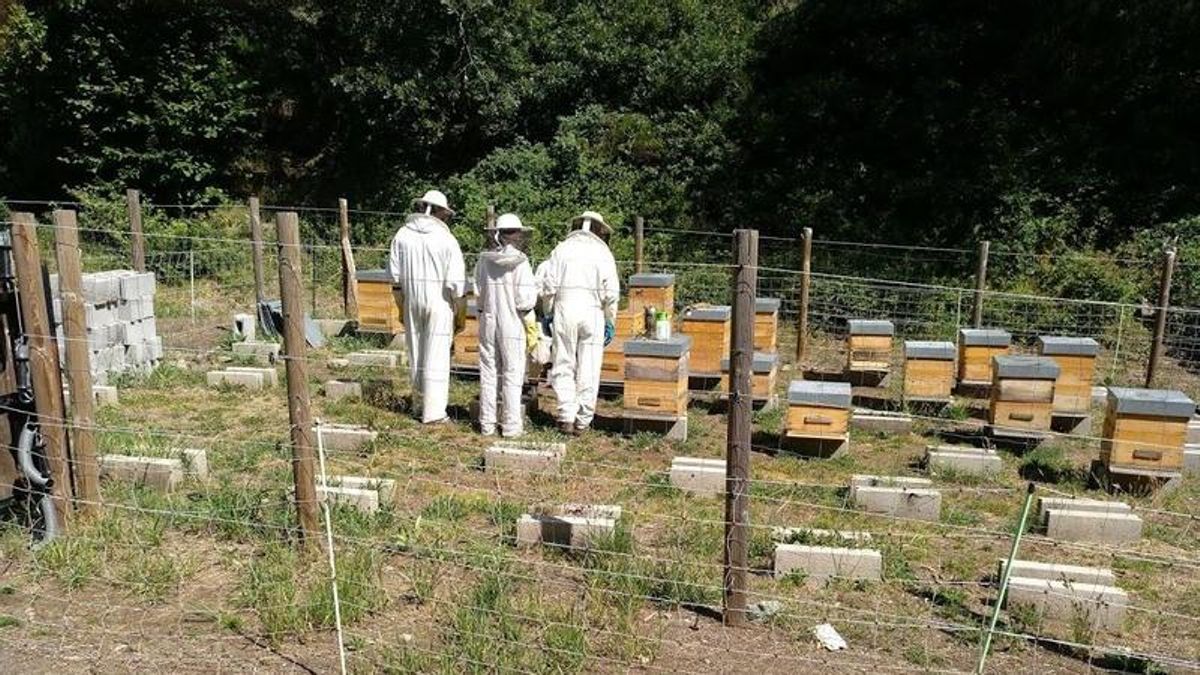Colmenar en Sosas de Laciana.