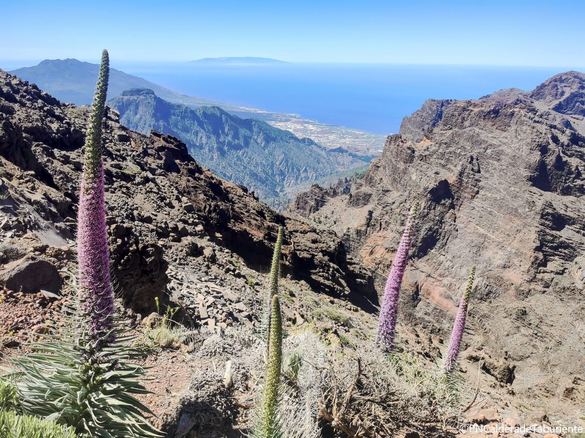 Tajinastes rosado (𝘌𝘤𝘩𝘪𝘶𝘮 𝘱𝘦𝘳𝘦𝘻𝘪𝘪) en las cumbres del Parque Nacional de La Caldera de Taburiente.