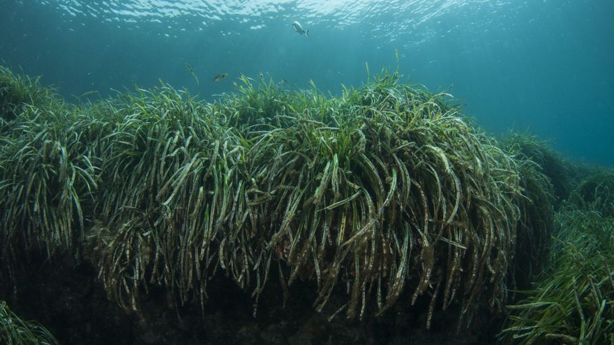 Praderas marinas: la barrera marítima contra el cambio climático que Andalucía conserva y regenera desde hace 20 años
