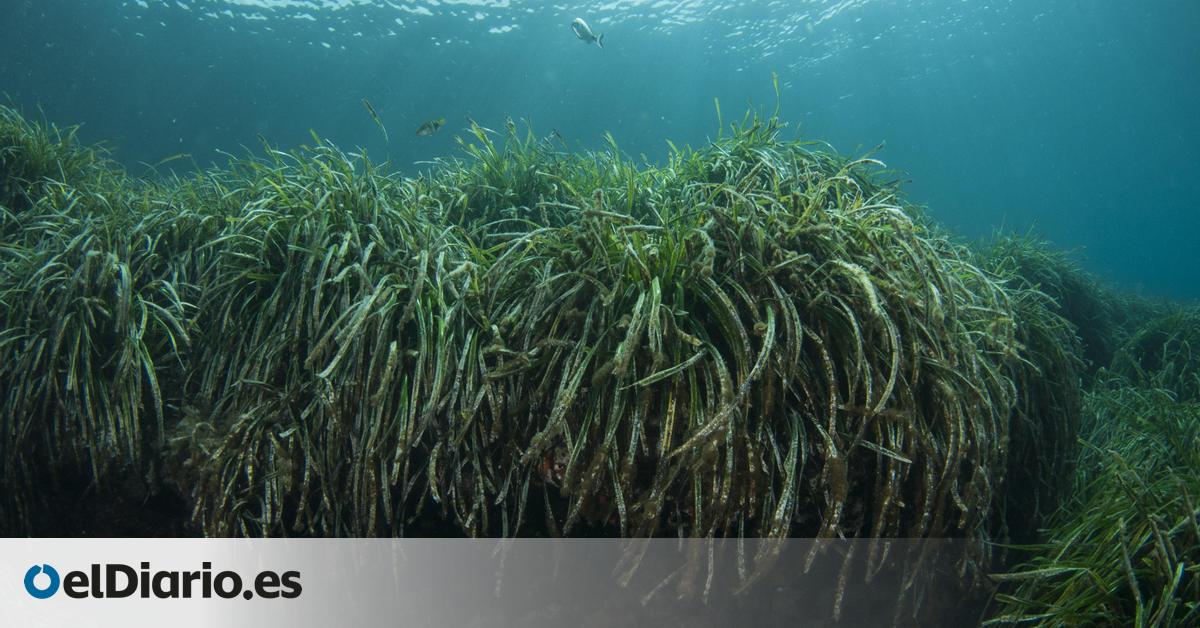 Praderas marinas: la barrera marítima contra el cambio climático que Andalucía conserva y regenera desde hace 20 años