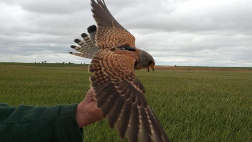 Fundación Global Nature desarrolla un proyecto para fomentar especies que controlan las plagas y benefician a la agricultura