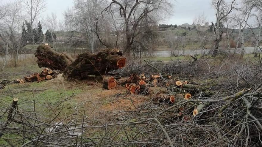 La tala parcial de un taray centenario provoca la entrada de un árbol por primera vez en la Lista Roja de Patrimonio