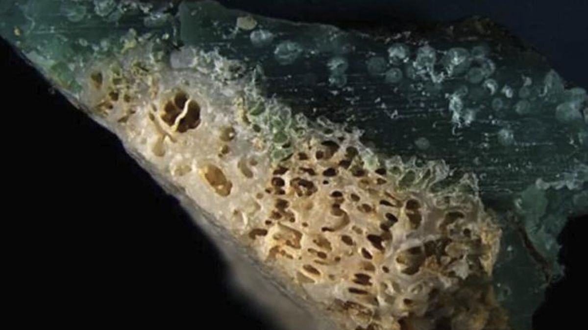 Los análisis revelaron plástico dentro de los esqueletos calcáreos