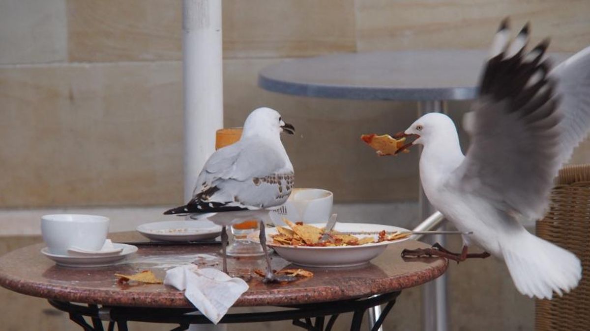 Un hombre estrangula a una gaviota cuando intentaba robarle un pincho en la terraza de un bar en Gijón