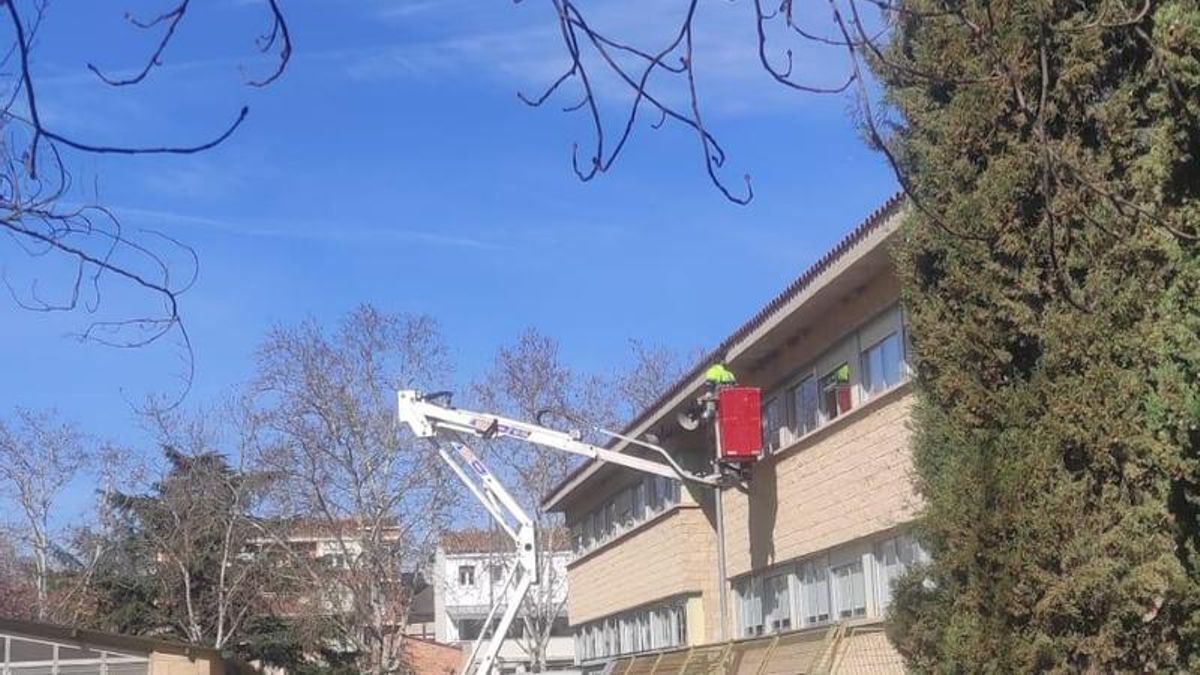 Colonia de Avión Común en el CEIP Varia
