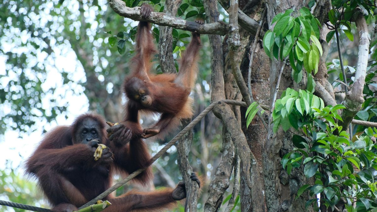 Los orangutanes son grandes simios primates del género Pongo.
