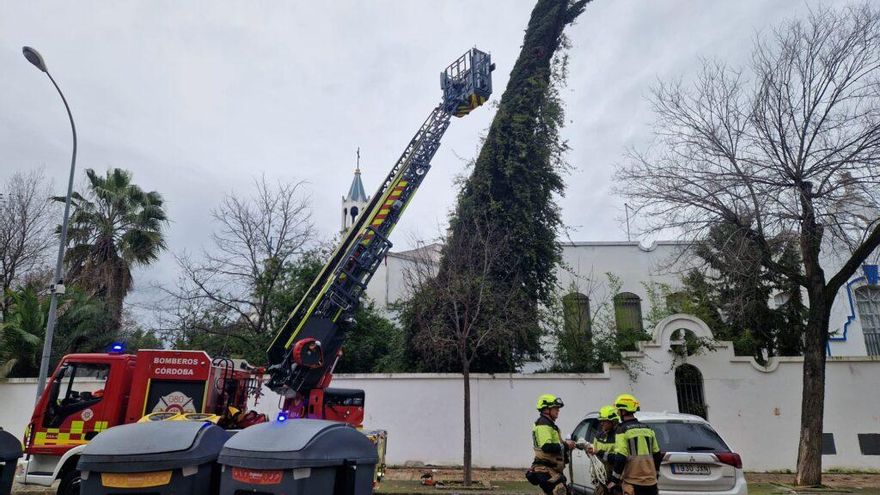 Cae un ciprés contra un muro en Santa Luisa de Marillac.