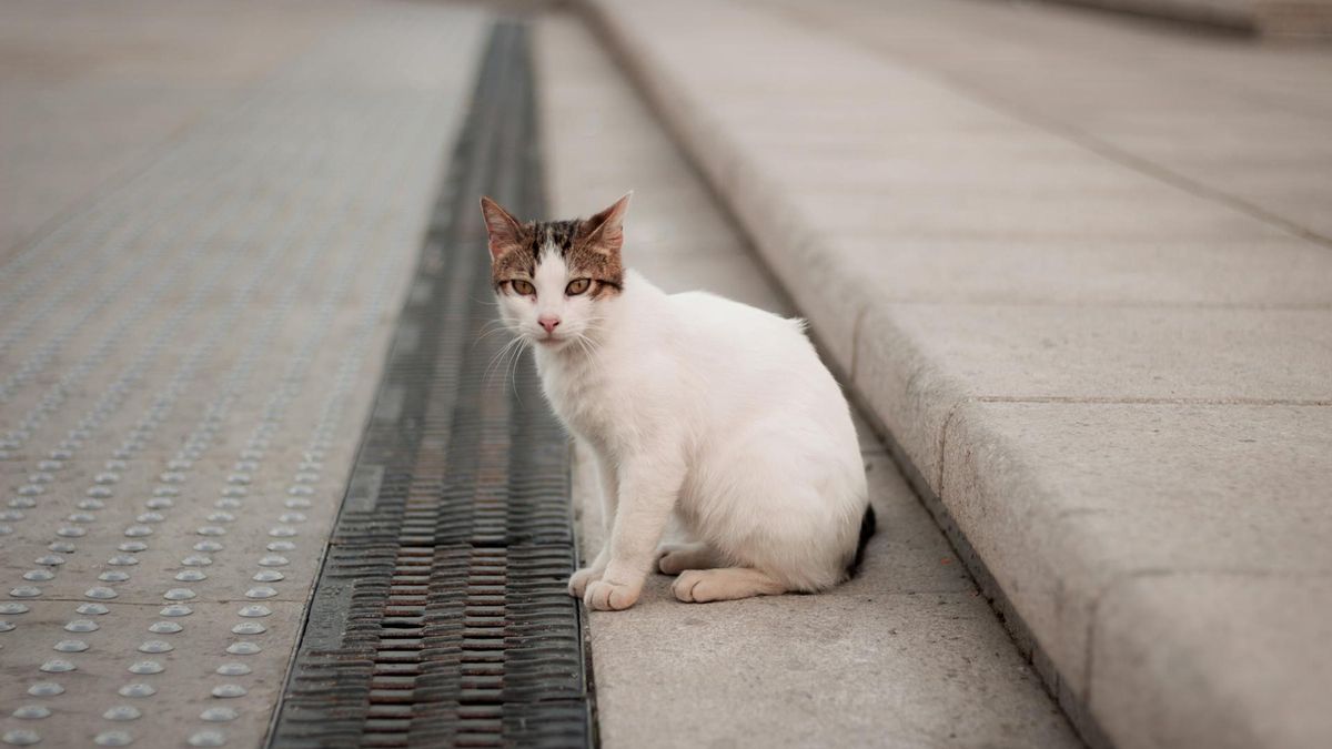 Es posible adoptar gatos callejeros que no pertenezcan a una colonia