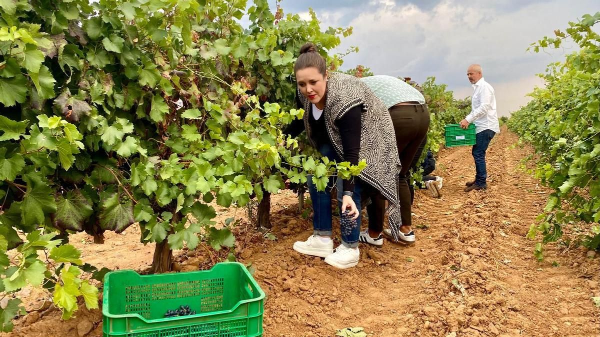 El calor adelanta casi tres semanas la vendimia de la DO León para recoger tres millones de kilos de uva