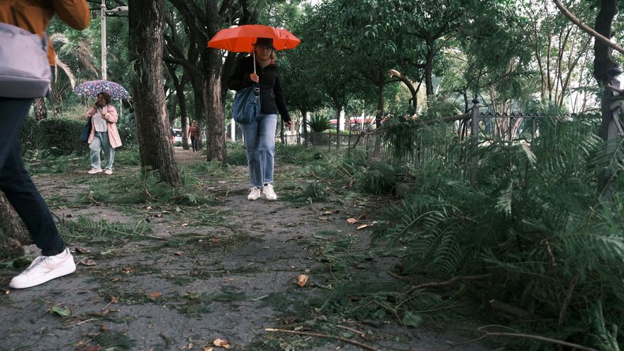 Sevilla está cubierto de ramas tras la borrasca: es el caso de la zona de los juzgados del Prado