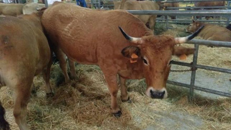 Magnífico ejemplar este fin de semana en Villablino.