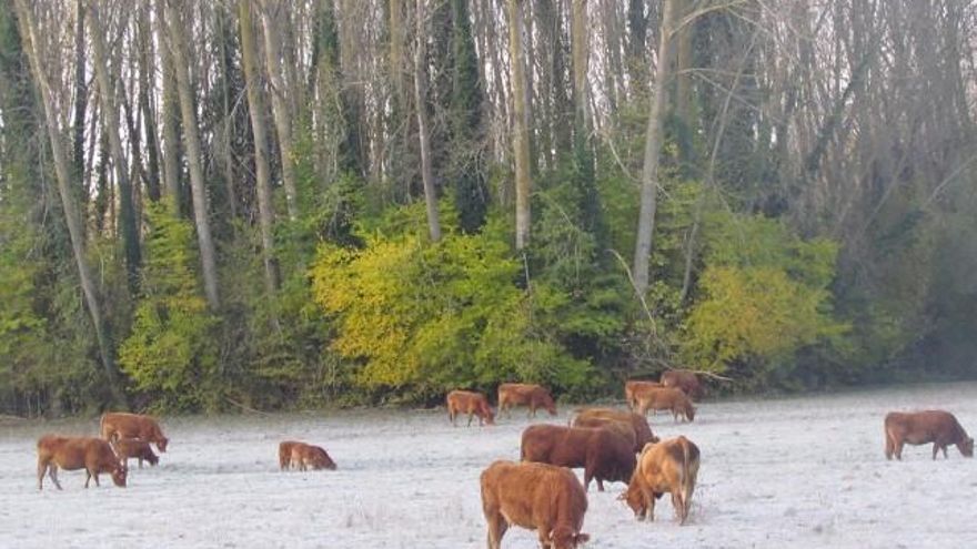 Naturaleza viva en el municipio de Cimanes del Tejar