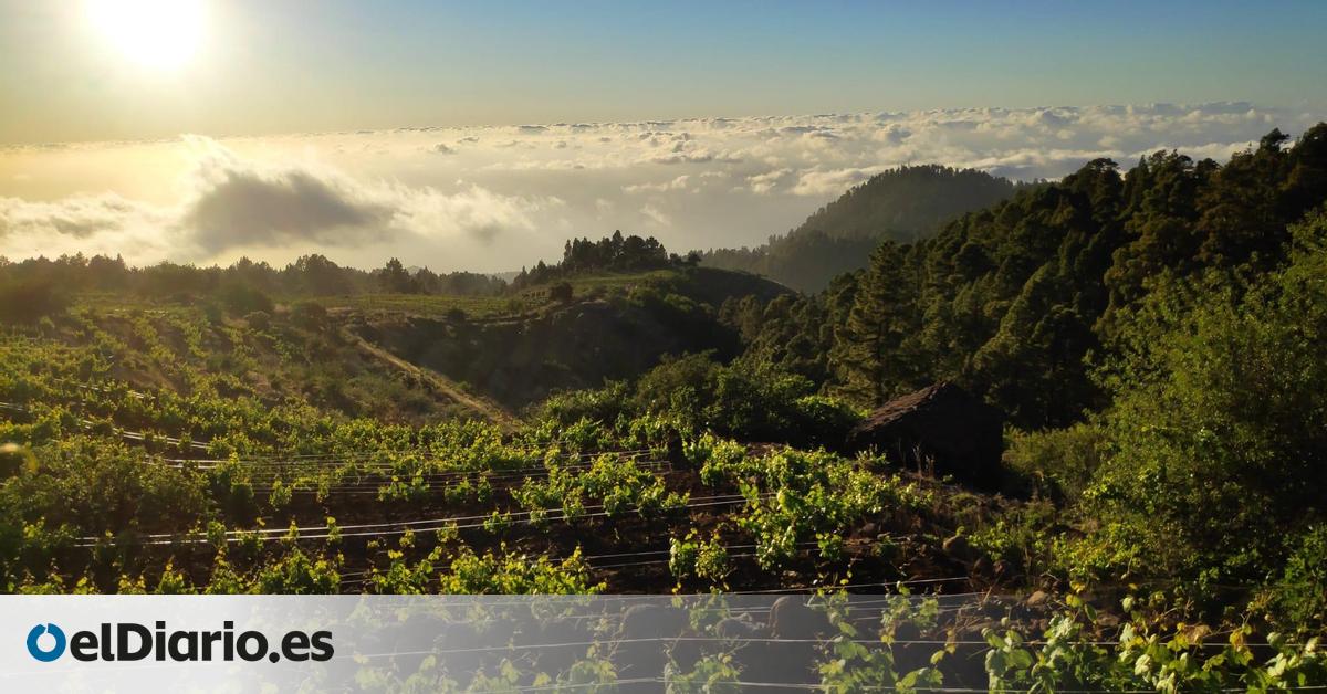 Un experto recomienda impulsar la viticultura regenerativa en Canarias para combatir la crisis climática