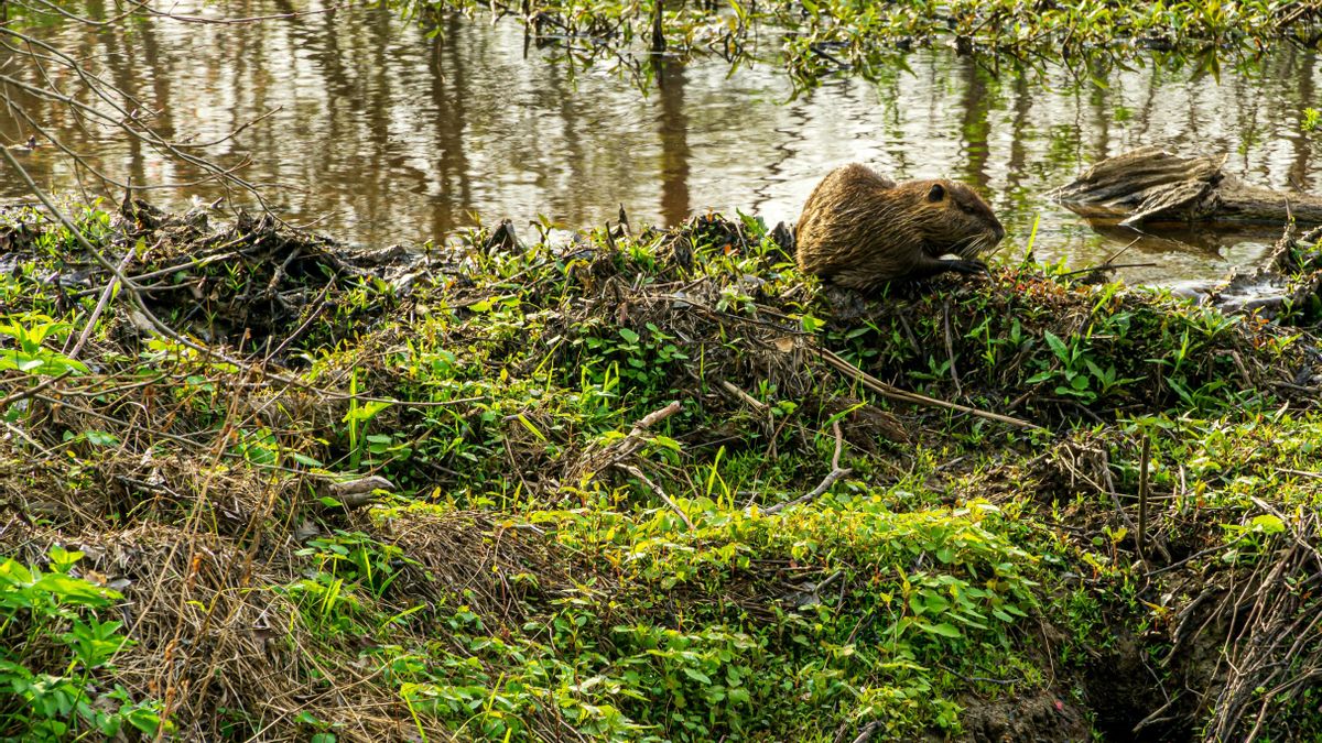 Las presas de los castores crean estanques donde el agua se acumula, los suelos se mantienen húmedos y el ecosistema entero se beneficia de la estabilidad que dejan tras su paso