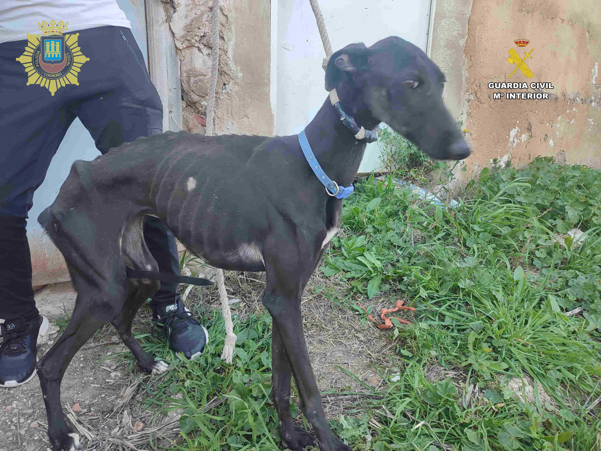 Otro de los galgos abandonados en Logroño