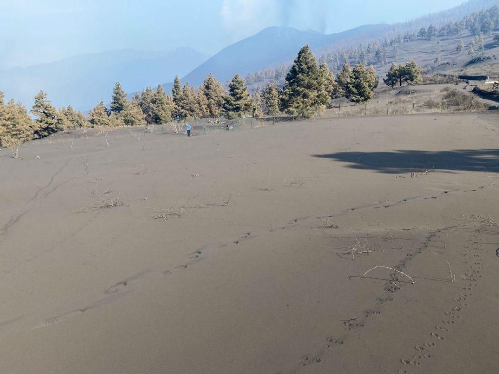 Bajo esta montaña de ceniza del volcán Tajogaite, en Cumbre Vieja, había un viñedo.