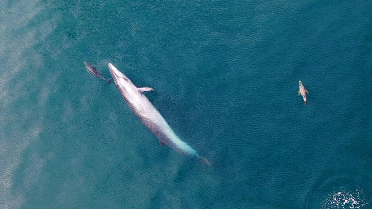 En la actualidad, dos ballenas sei monitoreadas están en costas del sur de Brasil. Foto: Diego Cabanas/Proyecto Cetáceos San Jorge