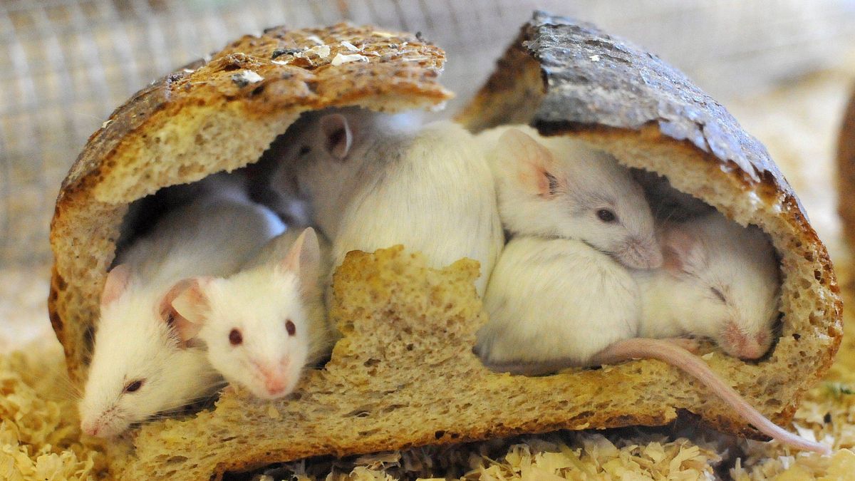 Querían copias indefinidas de mamíferos y el ensayo terminó señalando un tope biológico imposible de superar