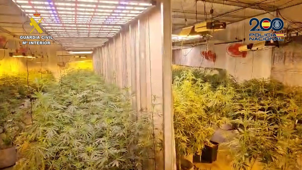 Macrooperación policial en Asturias: siete detenidos con  6,5 kilos de cocaína y 782 plantas de marihuana en la Cuenca del Caudal